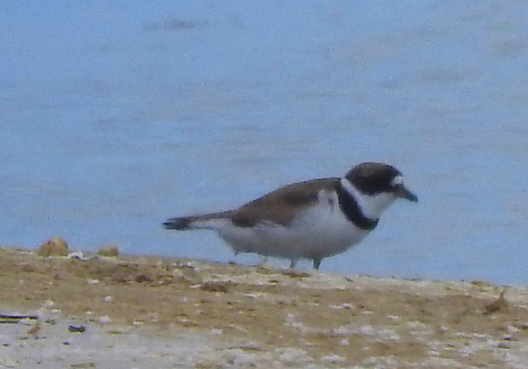Semipalmated Plover - ML66830781