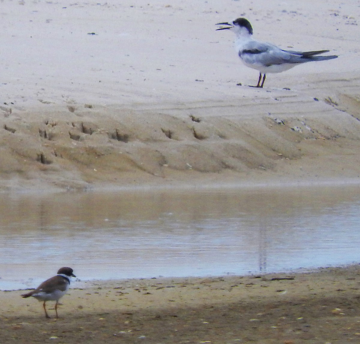 Semipalmated Plover - ML66830791