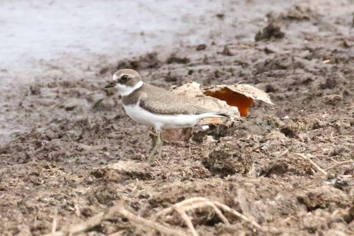 Semipalmated Plover - Lindsay Story