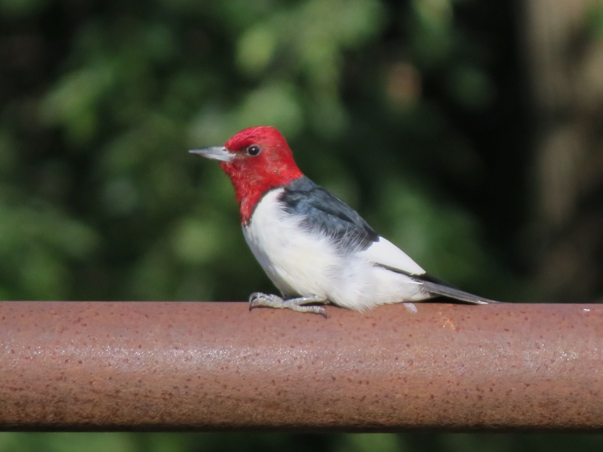 Red-headed Woodpecker - Marya Moosman