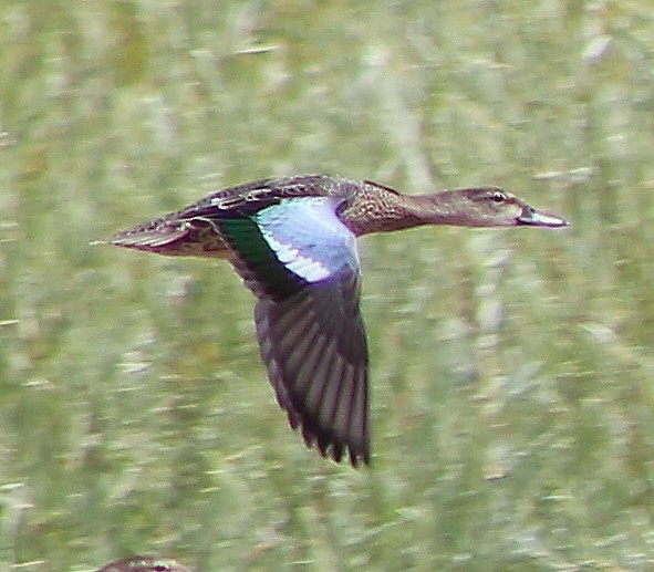 Blue-winged Teal - ML66831391