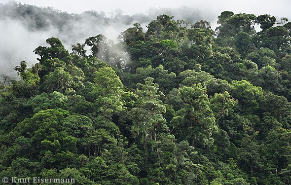 Highland Guan cloud forest habitat. -  - 