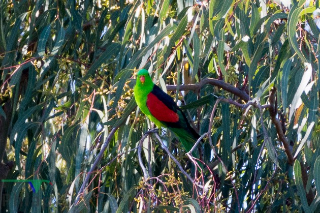 Red-winged Parrot - Rodney Appleby