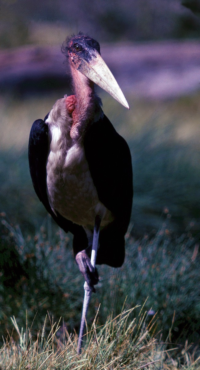 Marabou Stork - Cliff Peterson
