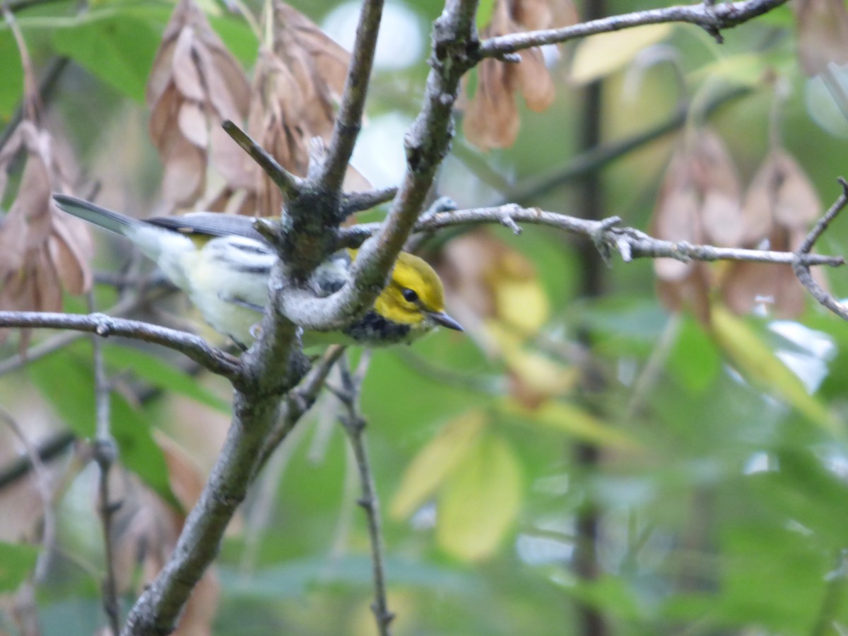 Black-throated Green Warbler - Bill Crins