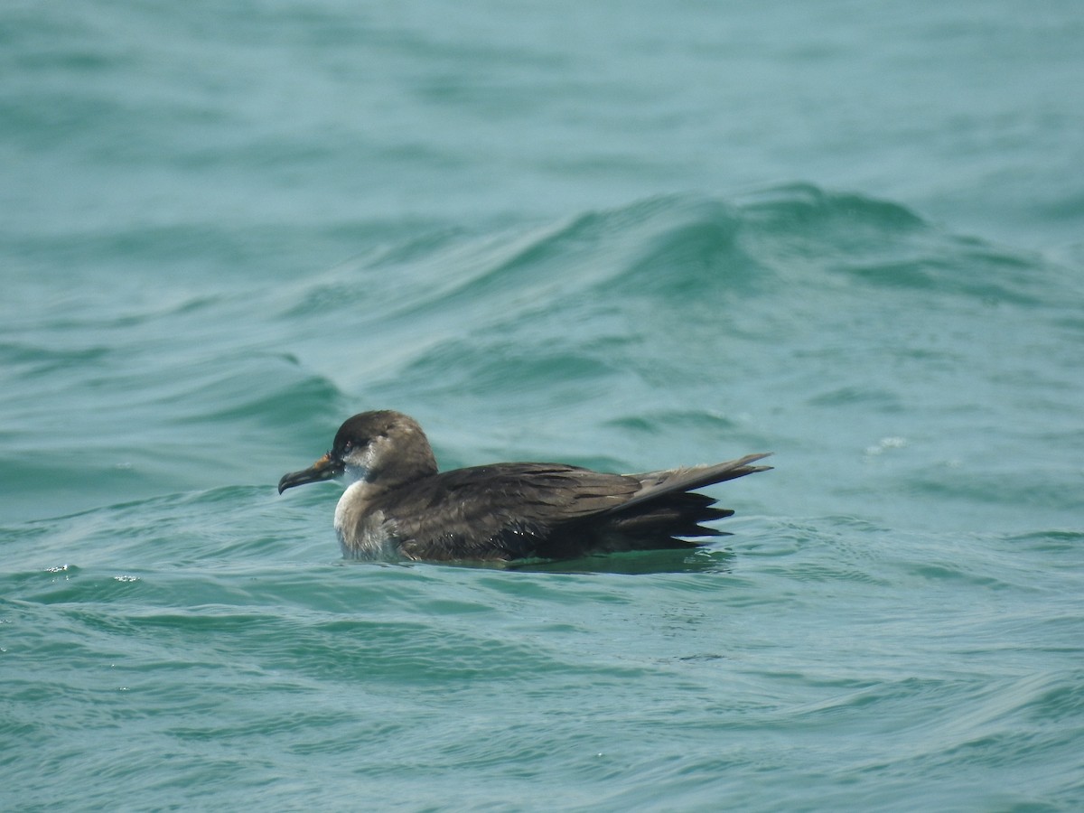 Black-vented Shearwater - Isain Contreras