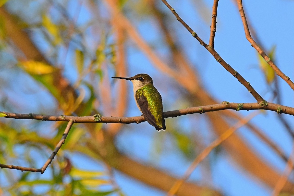 Ruby-throated Hummingbird - ML66842361
