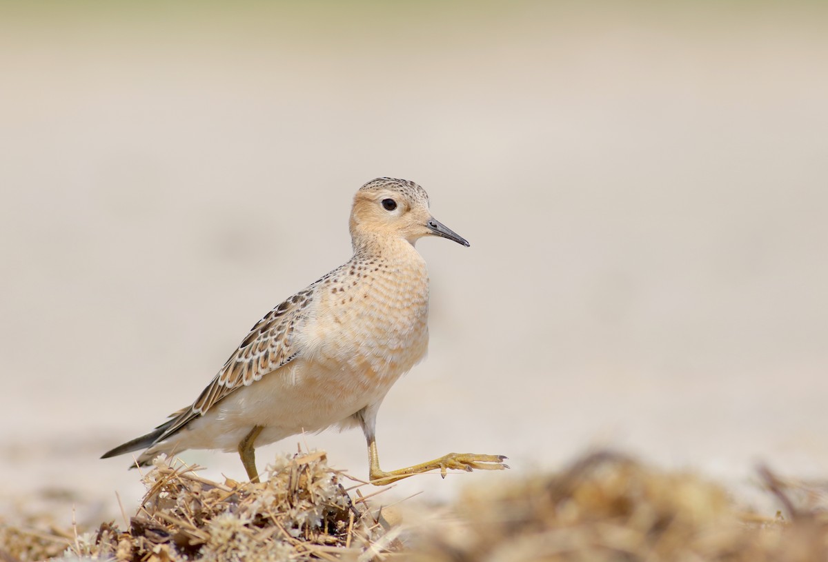 Buff-breasted Sandpiper - Nathan Dubrow