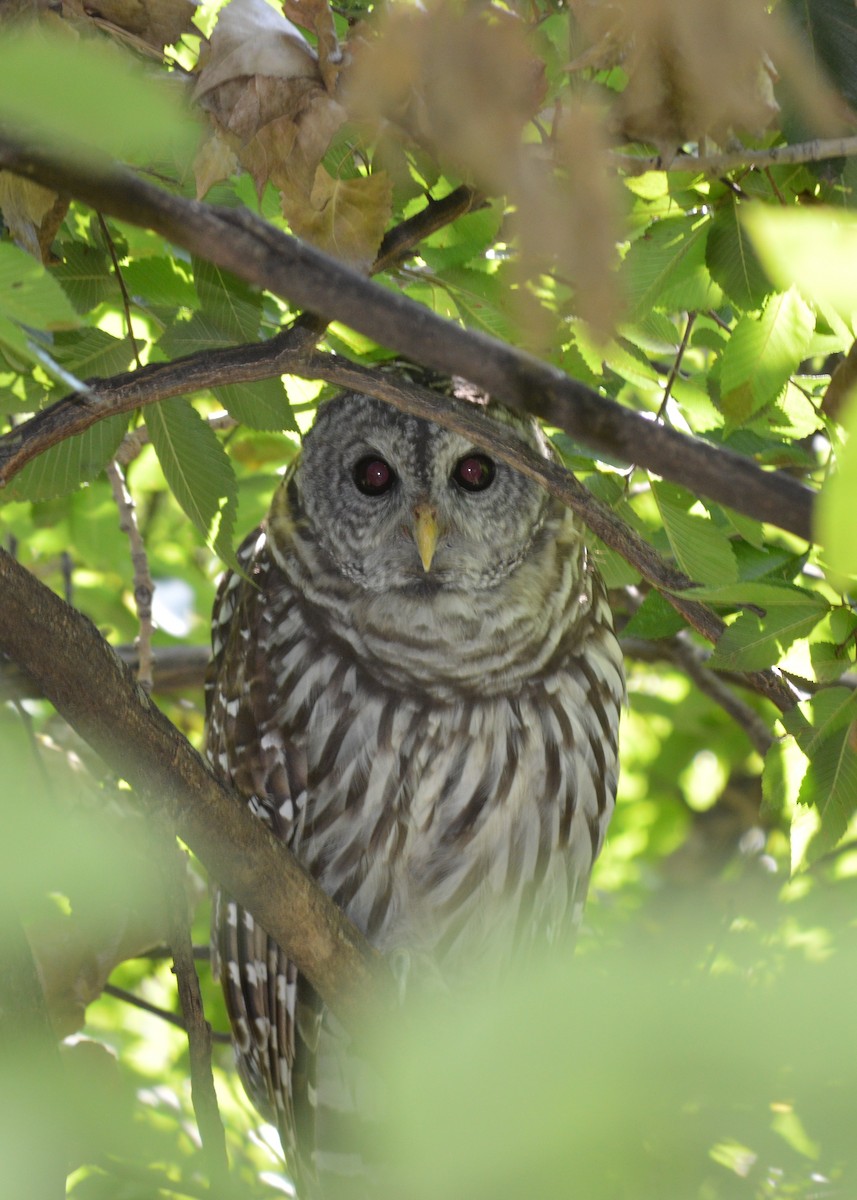 Barred Owl - Dave Klema