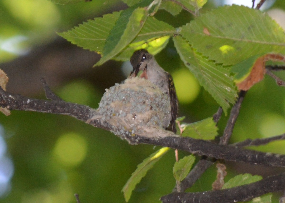 Ruby-throated Hummingbird - ML66843221