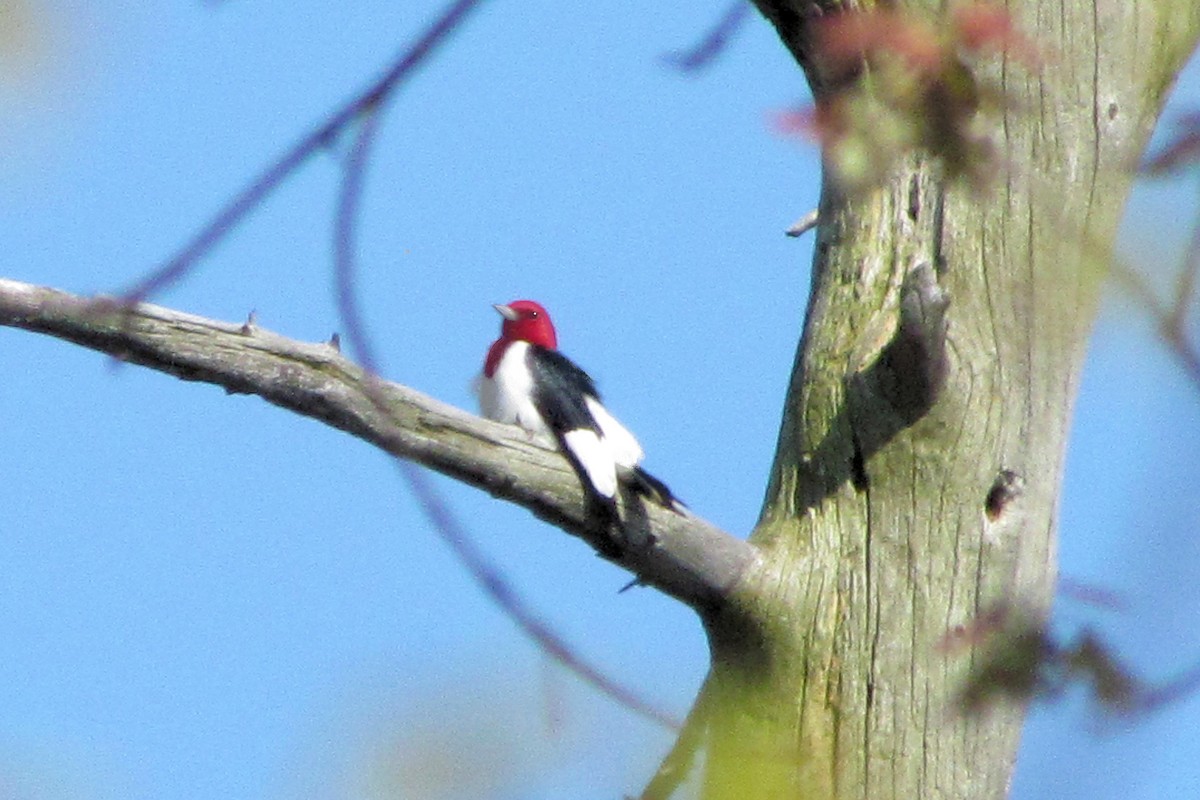 Red-headed Woodpecker - ann carter