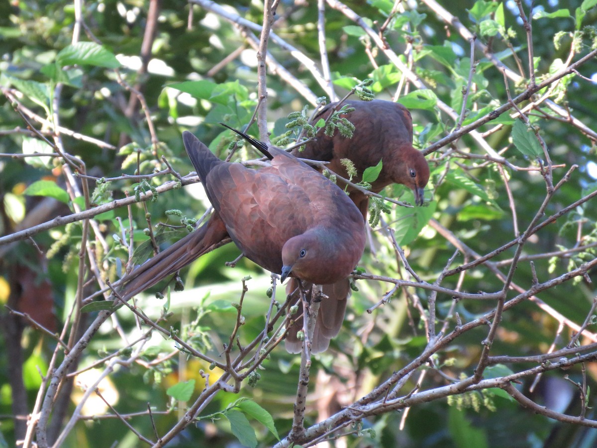 Brown Cuckoo-Dove - Sreekar Rachakonda