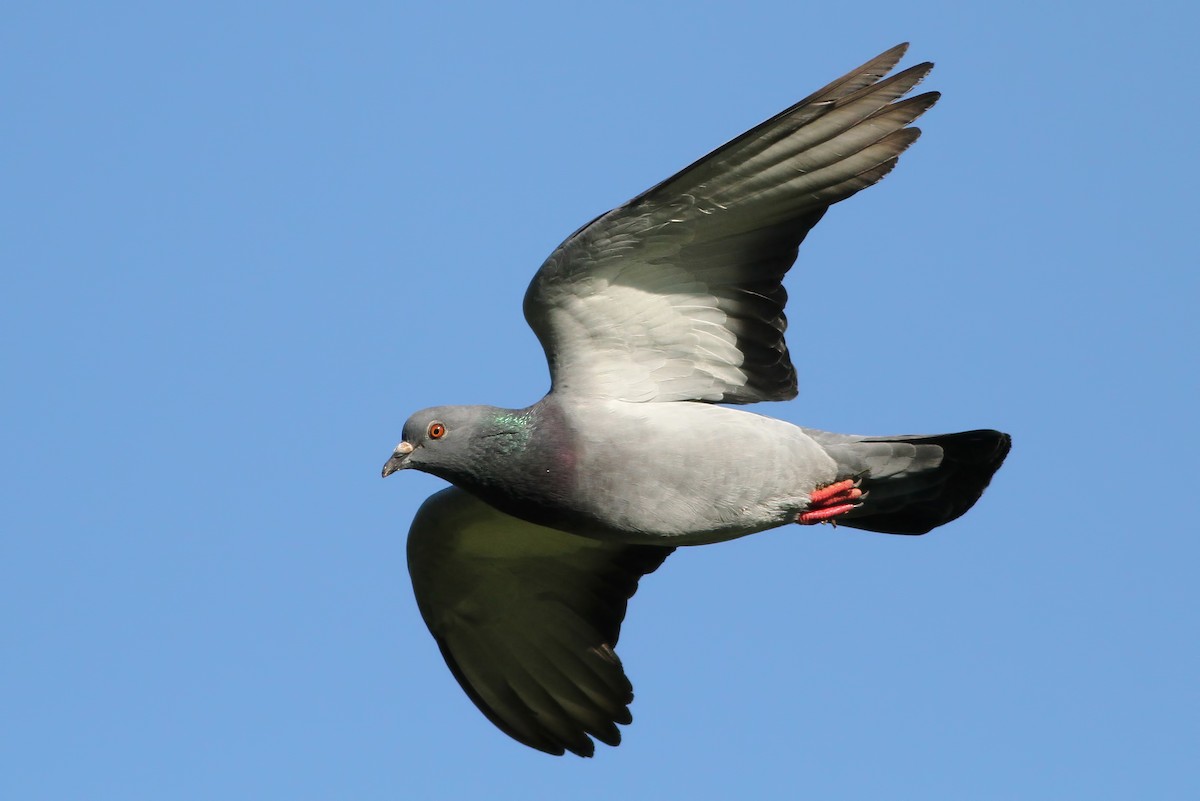 Rock Pigeon (Feral Pigeon) - Jeff Ellerbusch