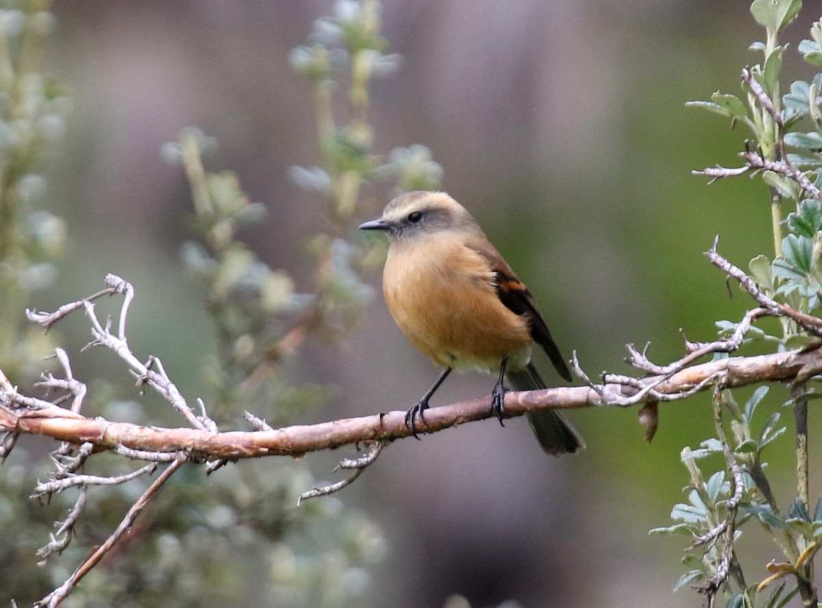 Brown-backed Chat-Tyrant - Matthew Grube