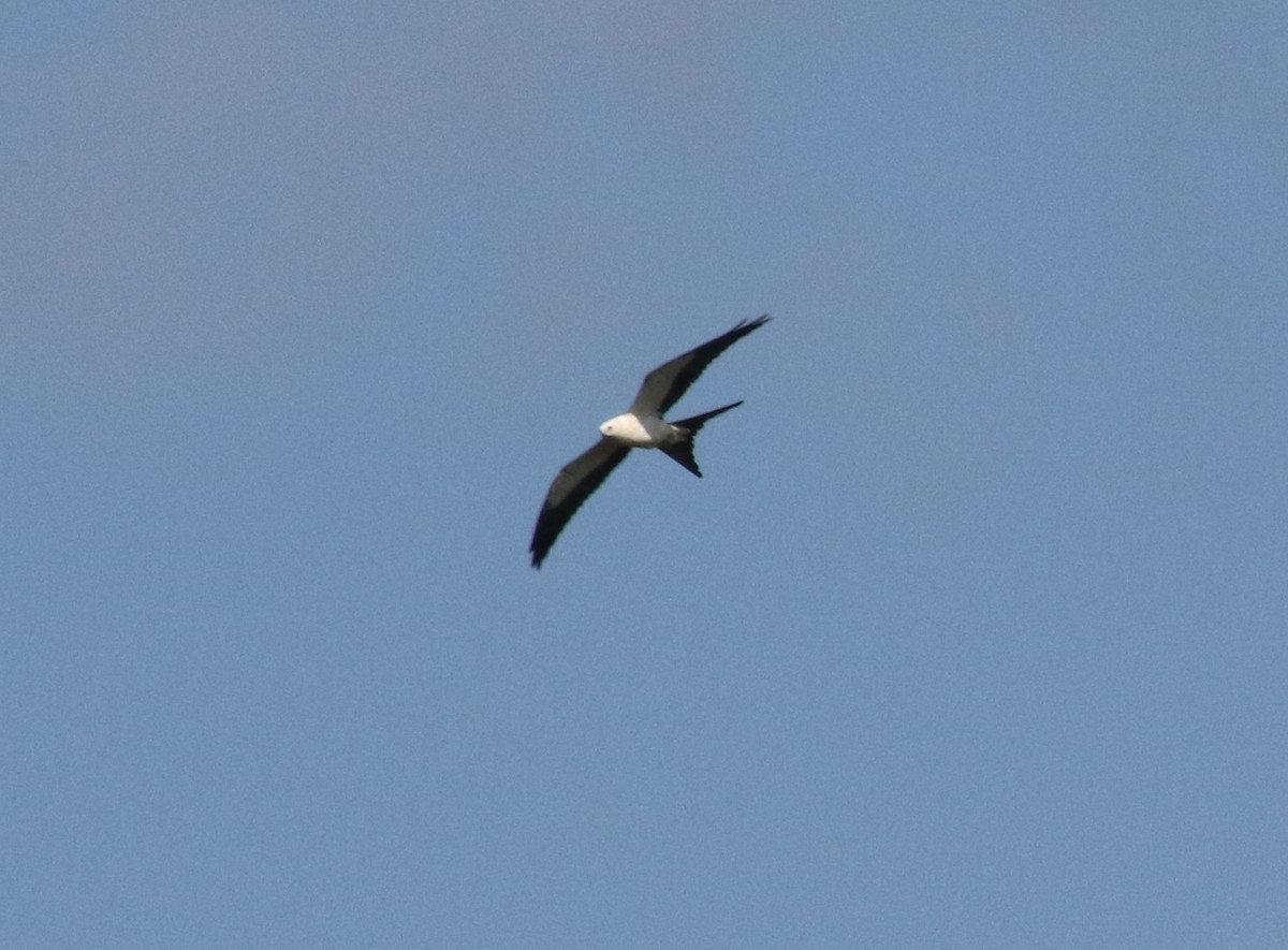 Swallow-tailed Kite - ML66848421