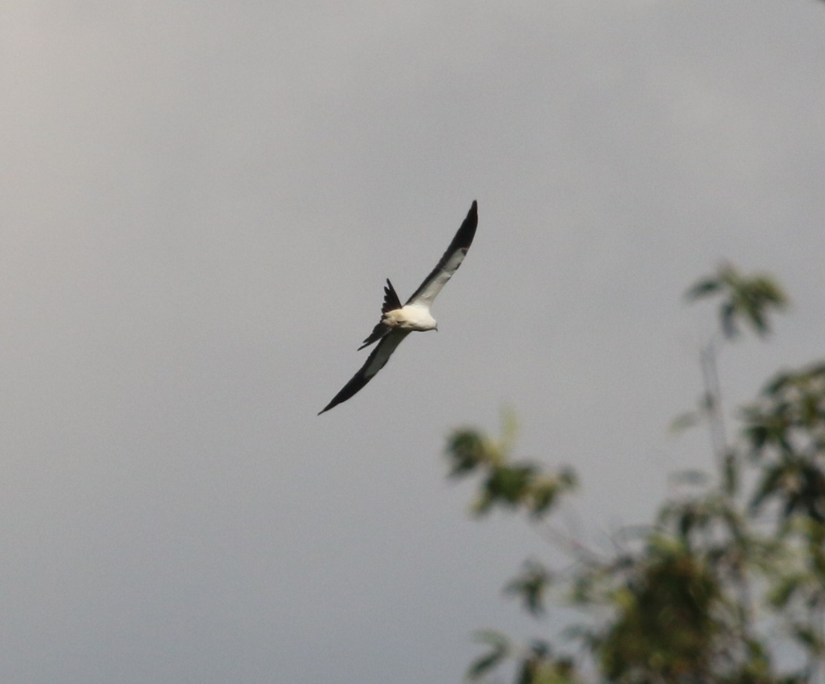 Swallow-tailed Kite - ML66848461