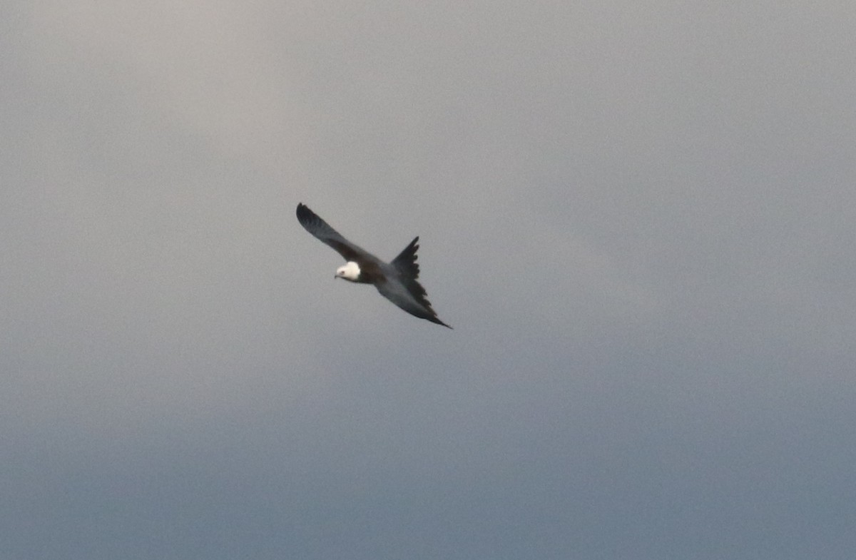 Swallow-tailed Kite - ML66848481