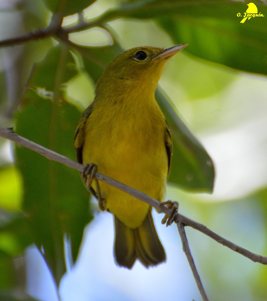 Yellow Warbler (Mangrove) - Orlando Jarquín