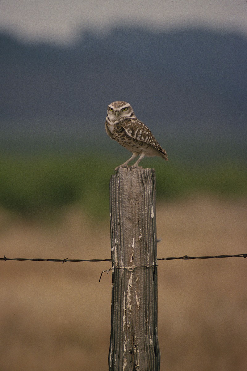 Burrowing Owl - ML66852401