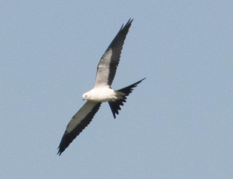 Swallow-tailed Kite - ML66858311