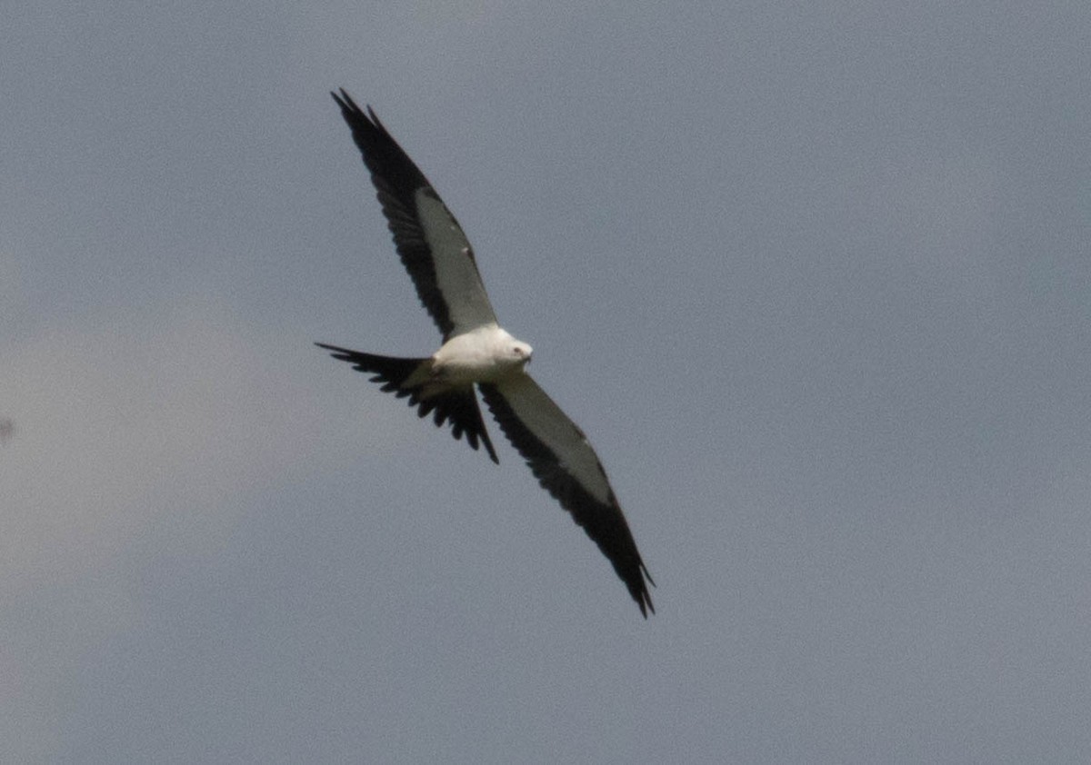 Swallow-tailed Kite - ML66858321
