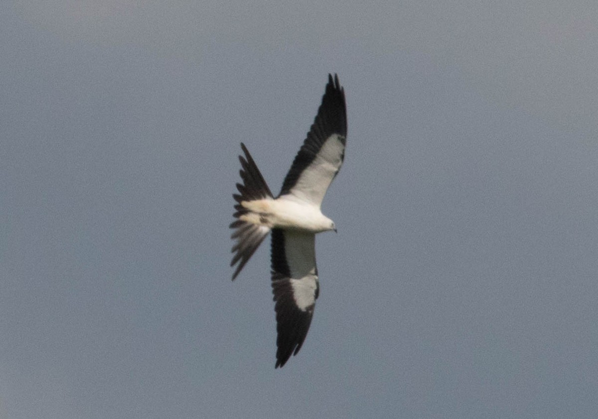 Swallow-tailed Kite - ML66858331