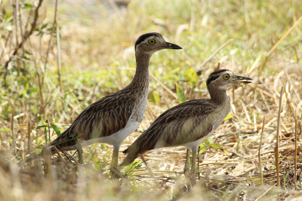 Double-striped Thick-knee - ML66858551
