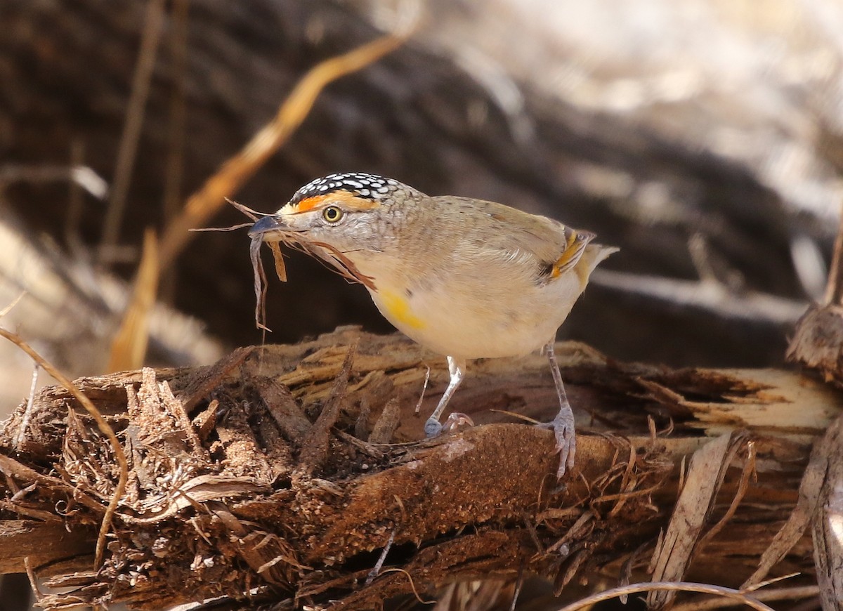 Red-browed Pardalote - David Ongley