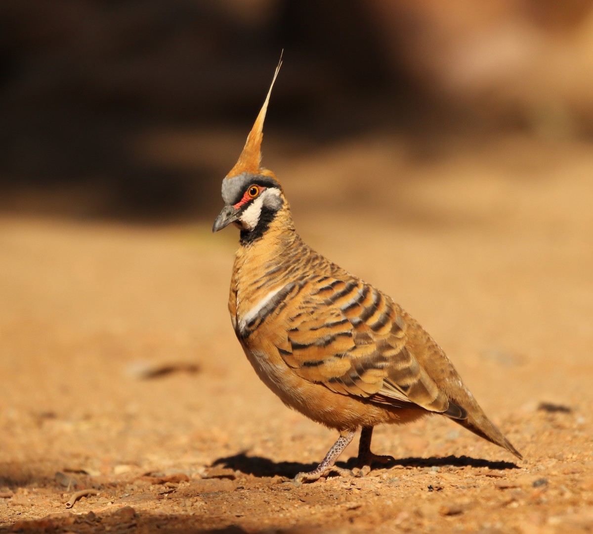 Spinifex Pigeon - ML66859831