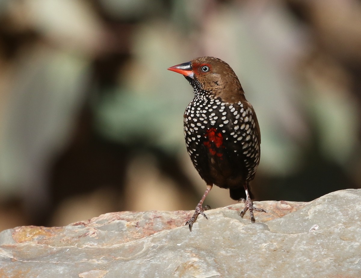 Painted Firetail - ML66860271
