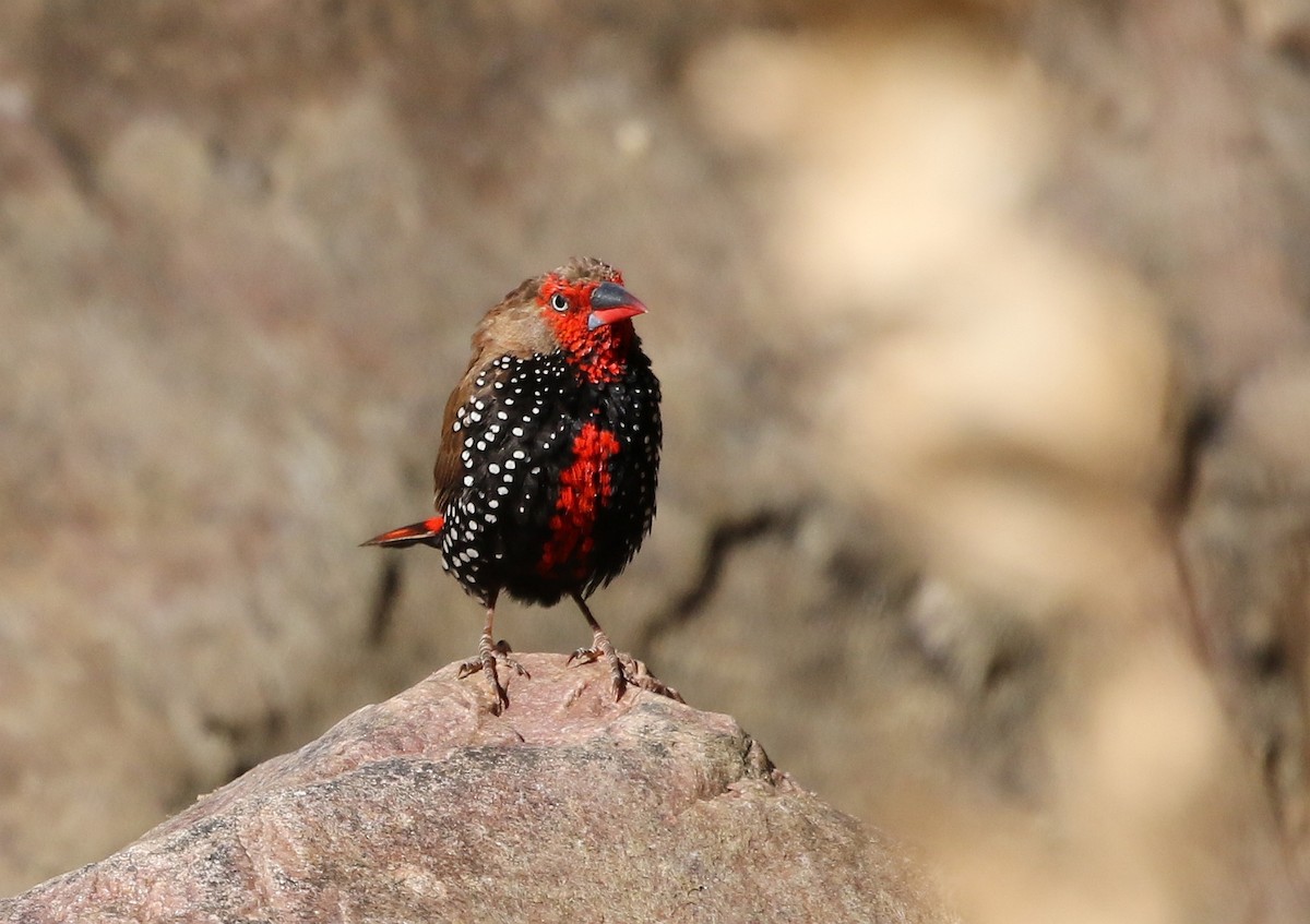 Painted Firetail - ML66860341