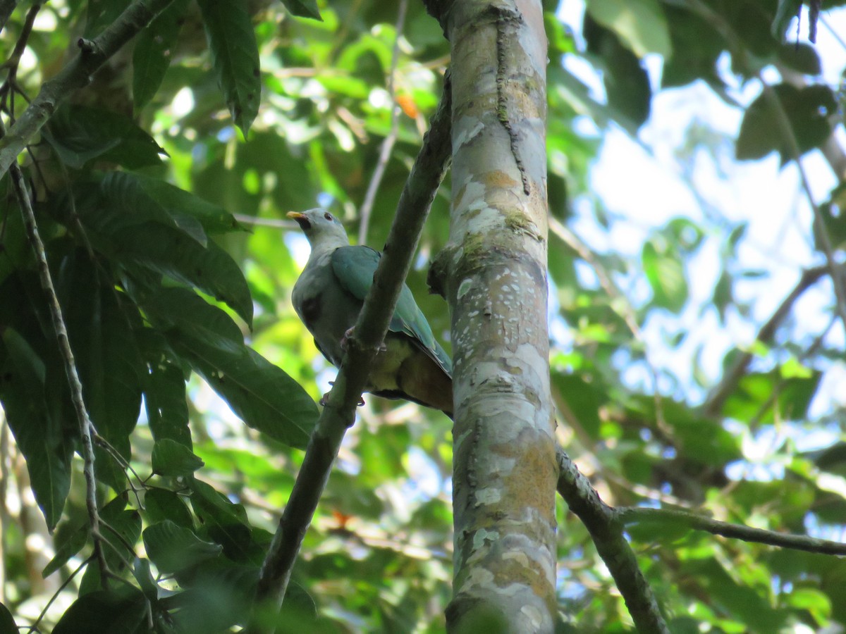 Black-chinned Fruit-Dove - Donna Inciong