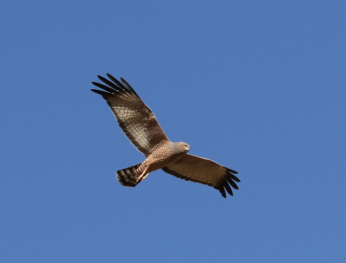 Spotted Harrier - David Ongley