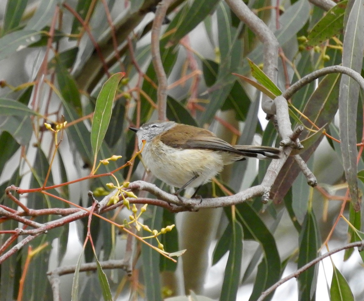 Brown Gerygone - Anonymous