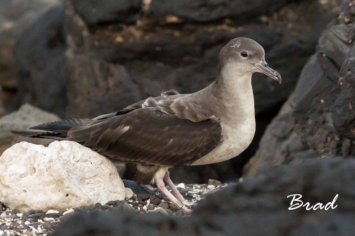 Wedge-tailed Shearwater - Brad Argue
