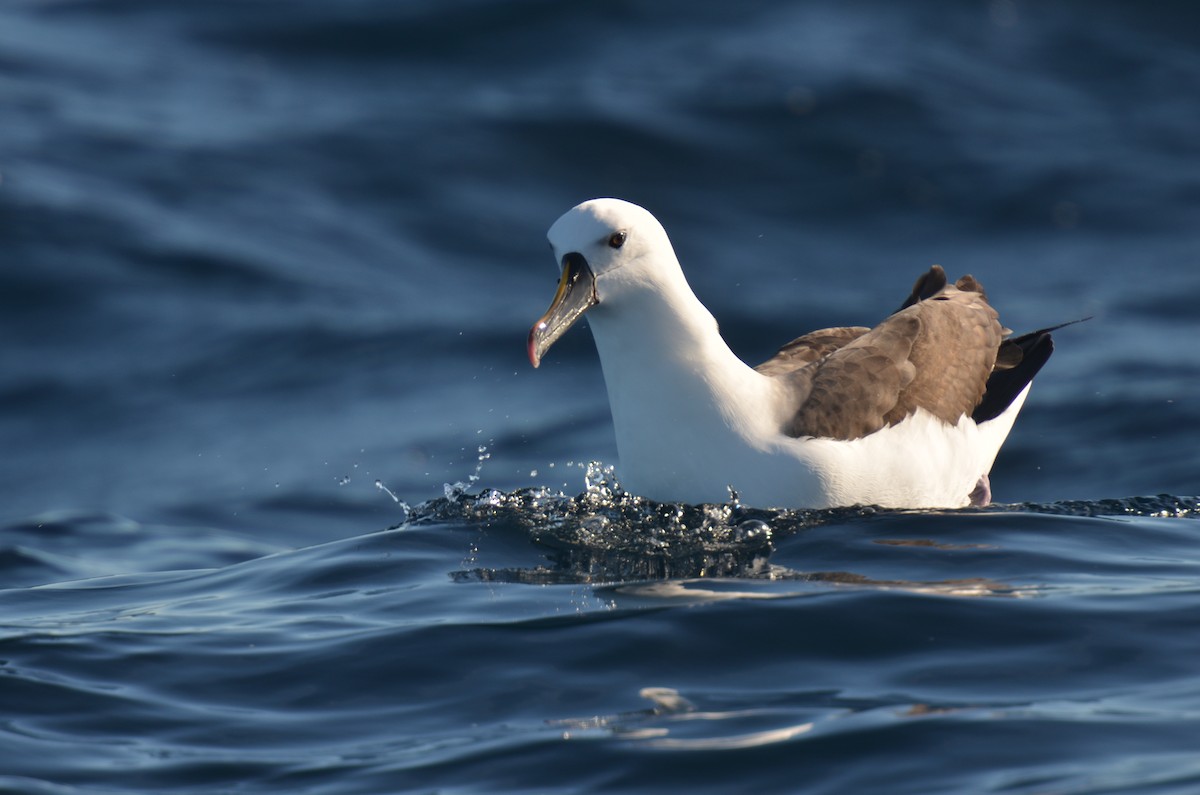Indian Yellow-nosed Albatross - Dirk Tomsa