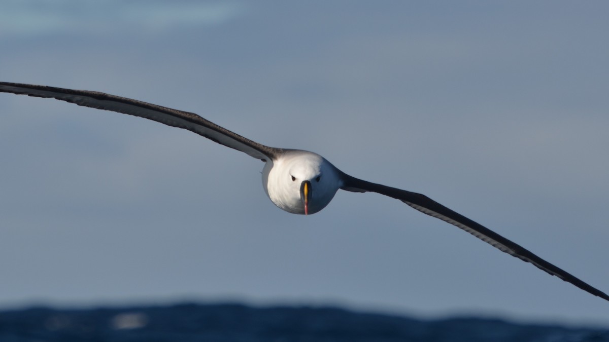 Indian Yellow-nosed Albatross - Dirk Tomsa