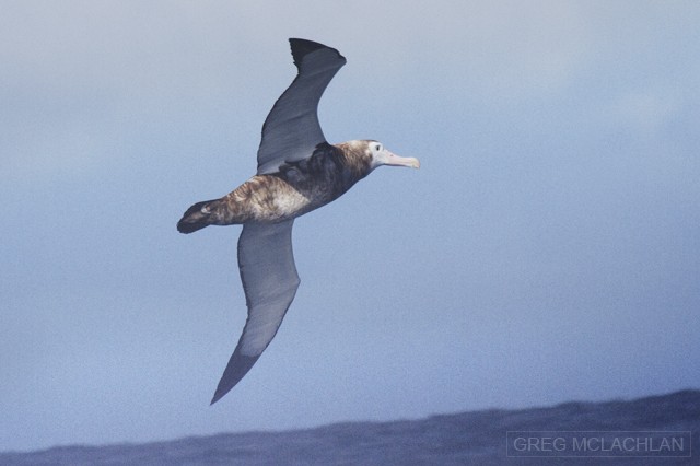 Antipodean Albatross (Gibson's) - Greg McLachlan