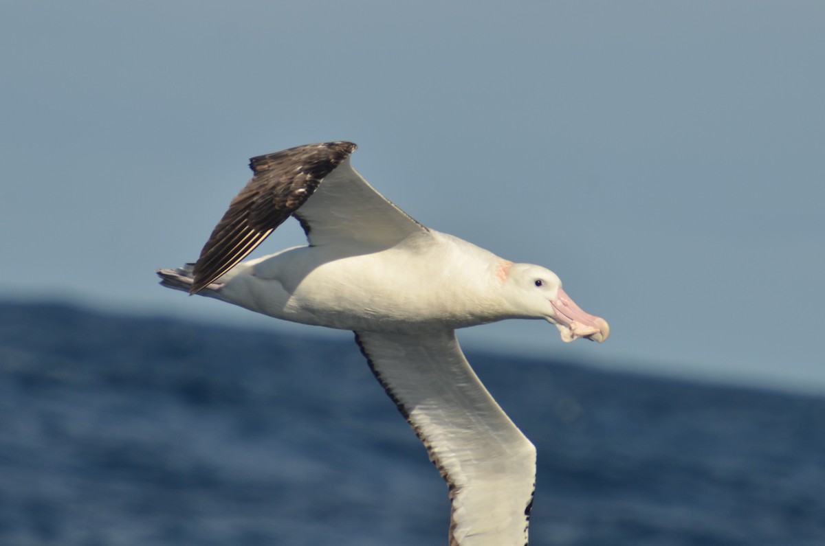 Snowy Albatross - Dirk Tomsa
