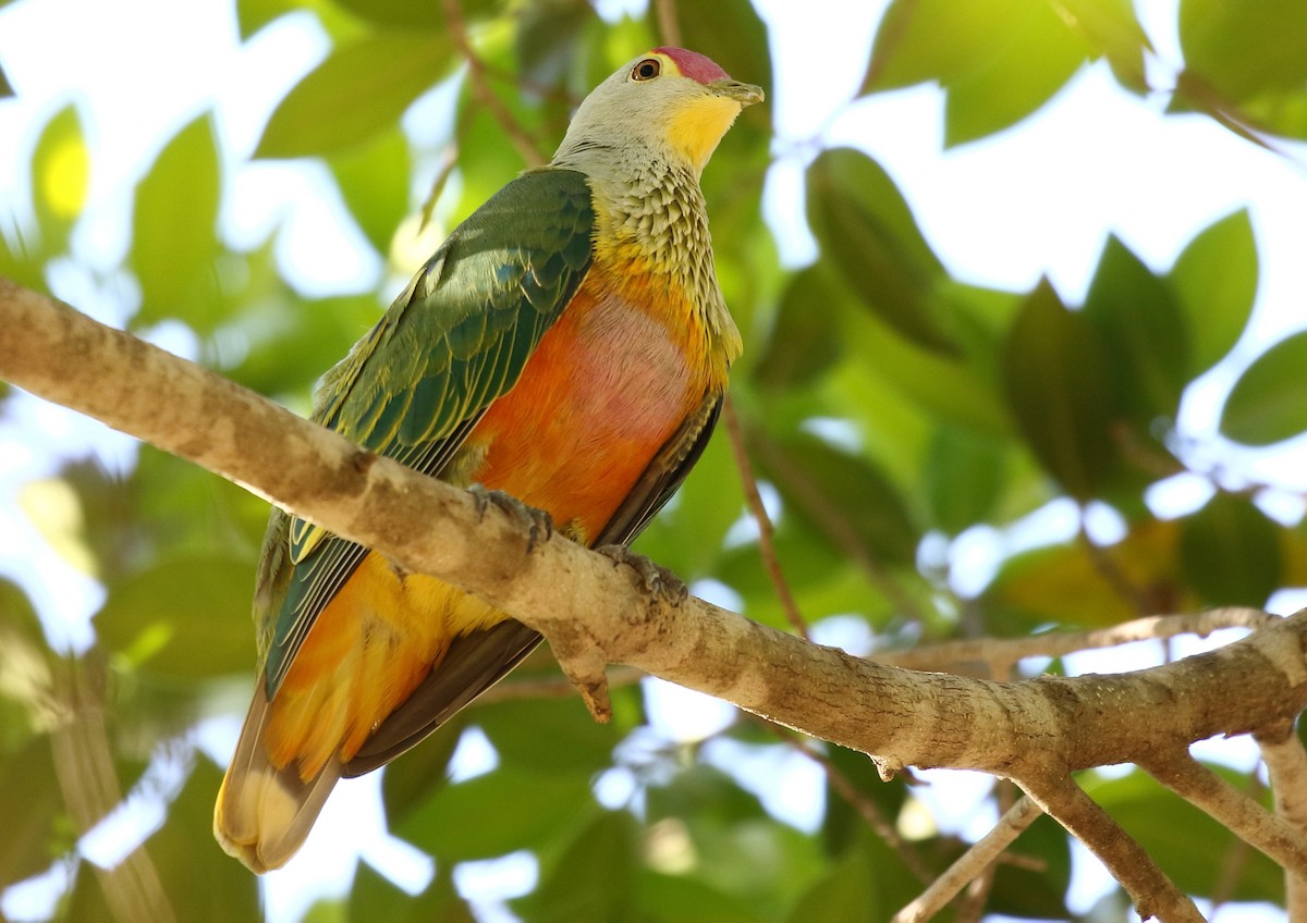 Rose-crowned Fruit-Dove - ML66871991
