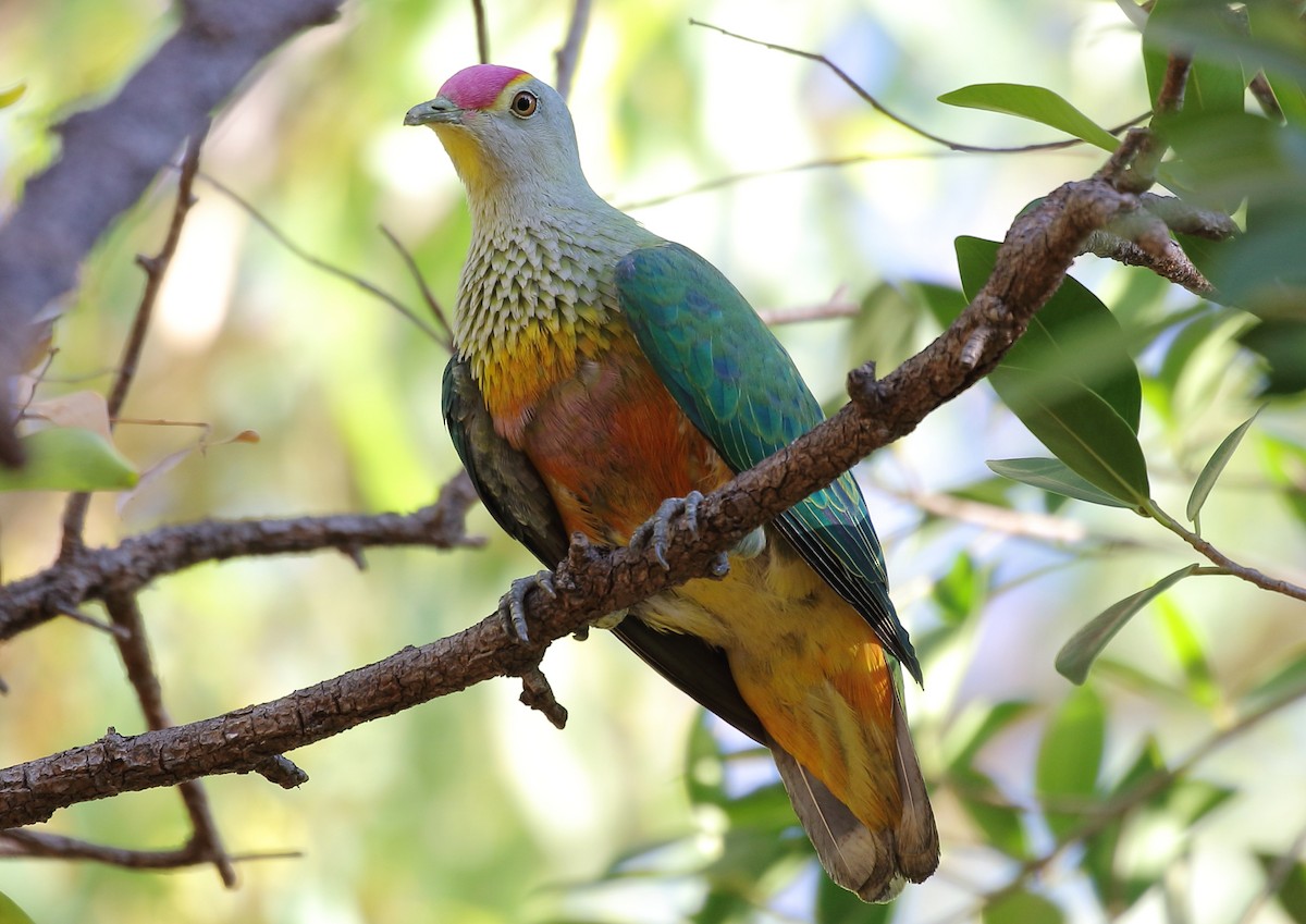 Rose-crowned Fruit-Dove - ML66872101