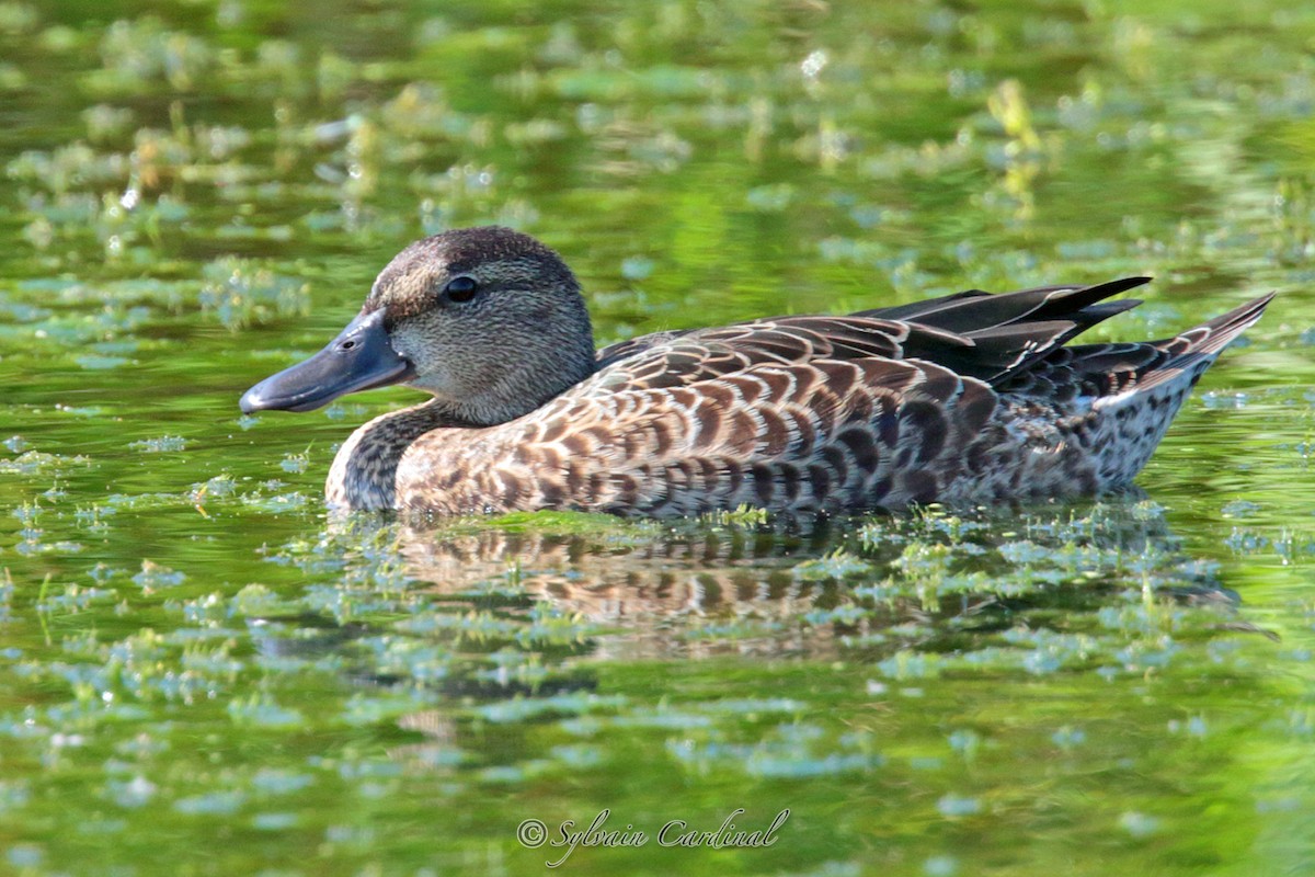 Blue-winged Teal - ML66874391