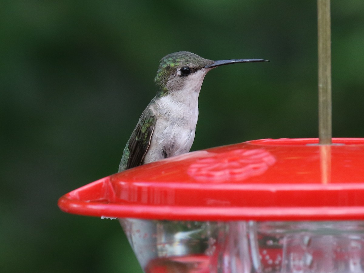 Ruby-throated Hummingbird - Paul Jacyk 🦉