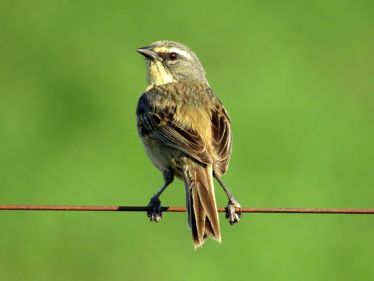 Long-tailed Reed Finch - ML66879061