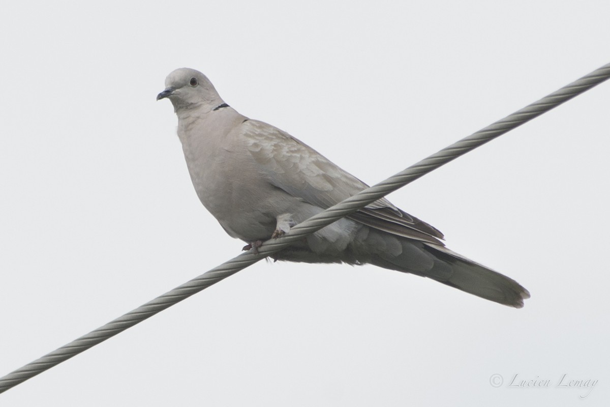 Eurasian Collared-Dove - ML66880581
