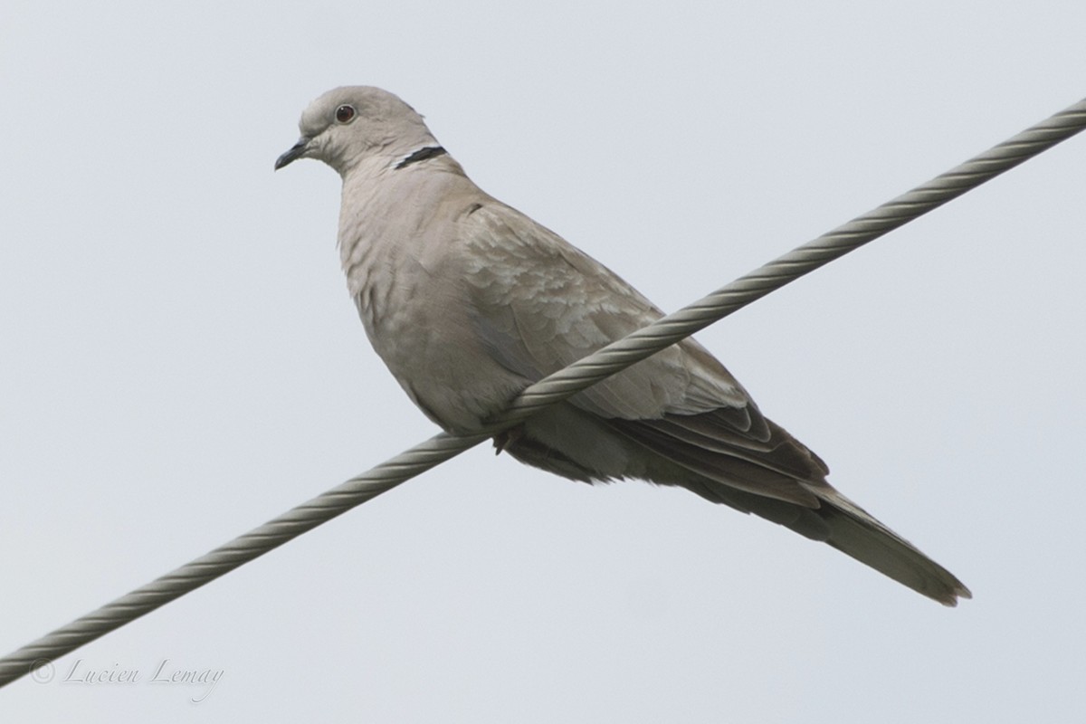 Eurasian Collared-Dove - ML66880601