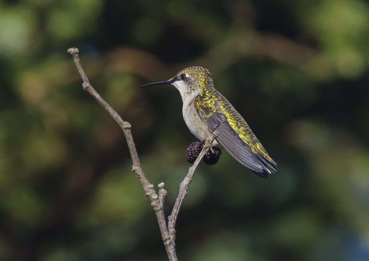 Ruby-throated Hummingbird - Ronnie d'Entremont