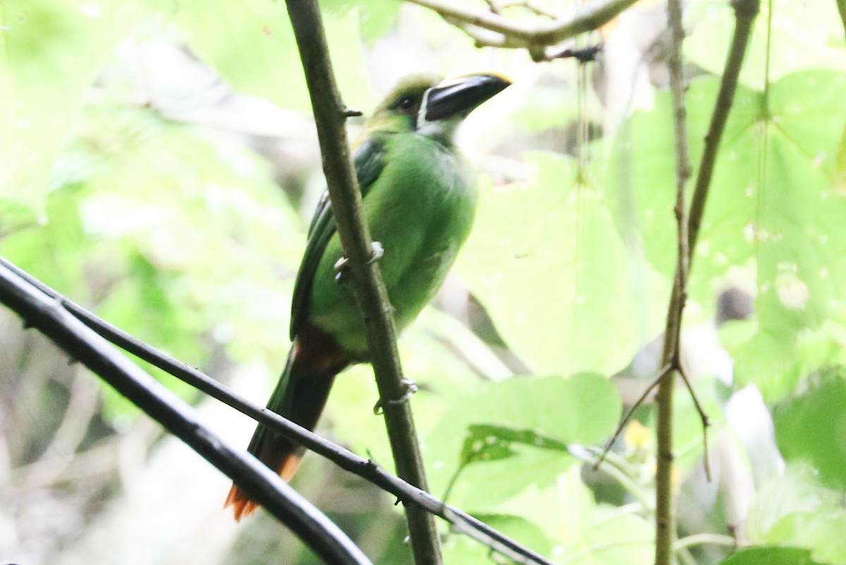 Southern Emerald-Toucanet - Trina Anderson