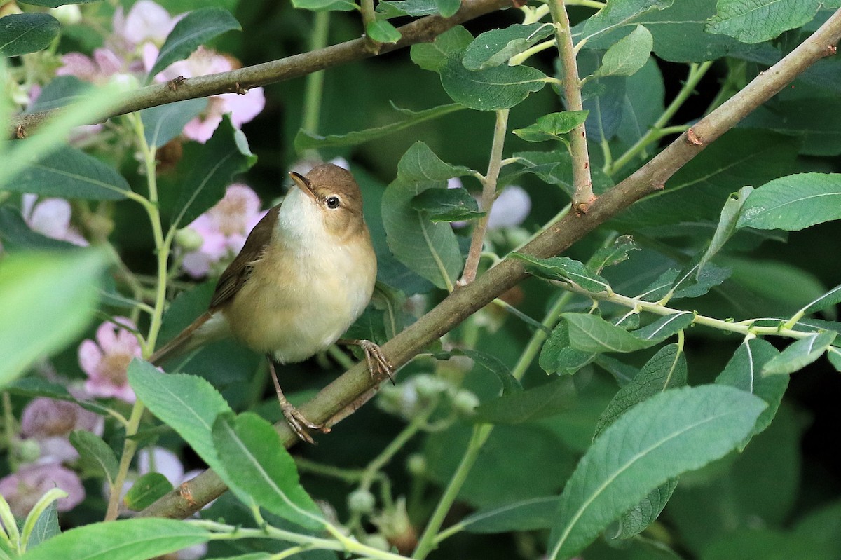 Common Reed Warbler - Patrick MONNEY