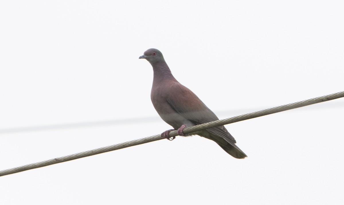 Pale-vented Pigeon - Brian Sullivan